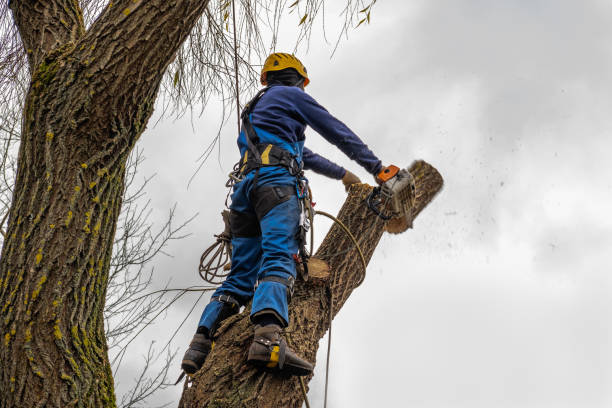 Best Best Tree Removal Services  in Ridgway, PA